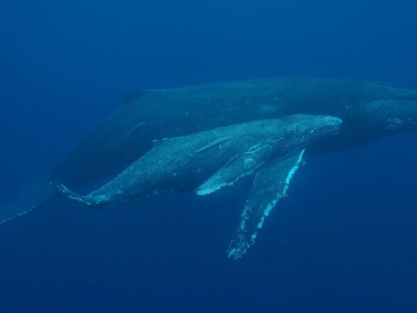 Whale Diving